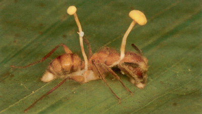 A Cordycep - © naima