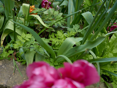 Adam Thirlwell: Toward a Future Future - © naima