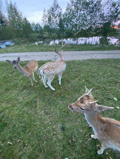 Danni Harris: Homebody - © naima