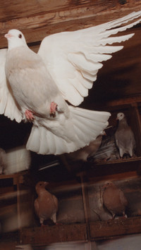 Pat McCarthy: Pigeon House - © naima