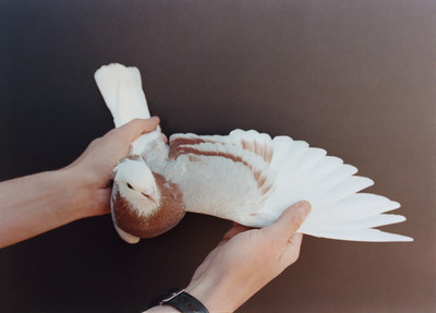 Pat McCarthy: Pigeon House - © naima