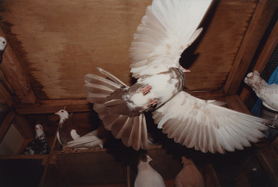 Pat McCarthy: Pigeon House - © naima