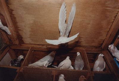 Pat McCarthy: Pigeon House - © naima