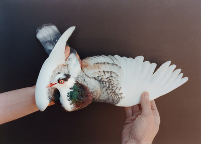 Pat McCarthy: Pigeon House - © naima