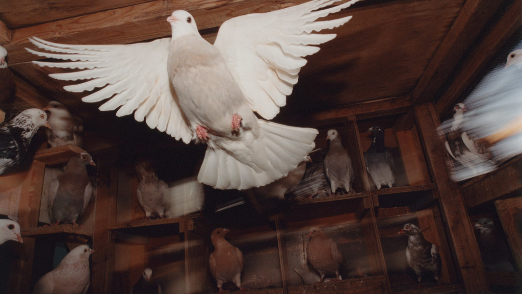 Pat McCarthy: Pigeon House - © naima