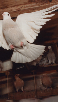 Pat McCarthy: Pigeon House - © naima