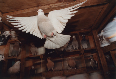 Pat McCarthy: Pigeon House - © naima