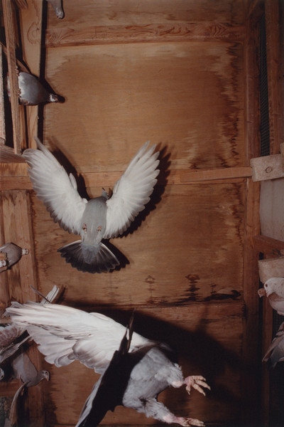 Pat McCarthy: Pigeon House - © naima
