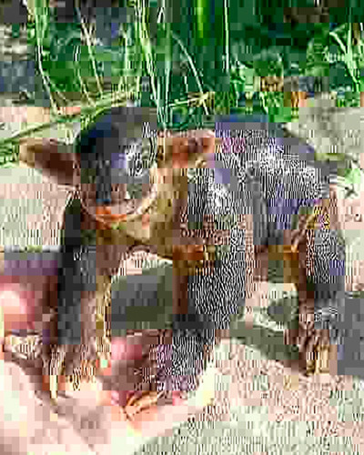 Vittorio Maria Dal Maso: Artificial Man and His Symbols - © naima