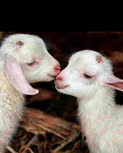 Vittorio Maria Dal Maso: Artificial Man and His Symbols - © naima