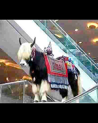 Vittorio Maria Dal Maso: Artificial Man and His Symbols - © naima